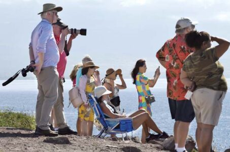 Whale watching off the Pali